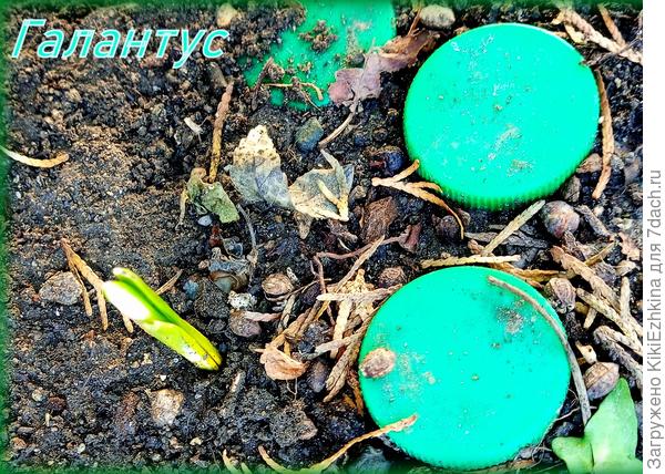 Пока обнаружила в январе  только два проклюнувшихся Галантуса- теперь надо дождаться - когда же они зацветут?