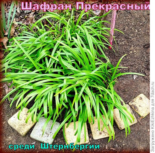 Настолько тонюсенькие листочки шафрана, что  кажутся нежизнеспособными... На всякий случай установила  рядом с Шафраном колышек, а то у соседей  ботва летом отпадёт и будет стоять залысинка среди клумбы...