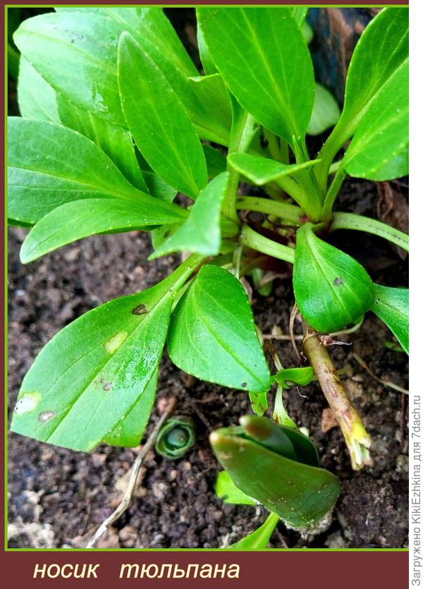 26 января- такие носики у тюльпанов...
