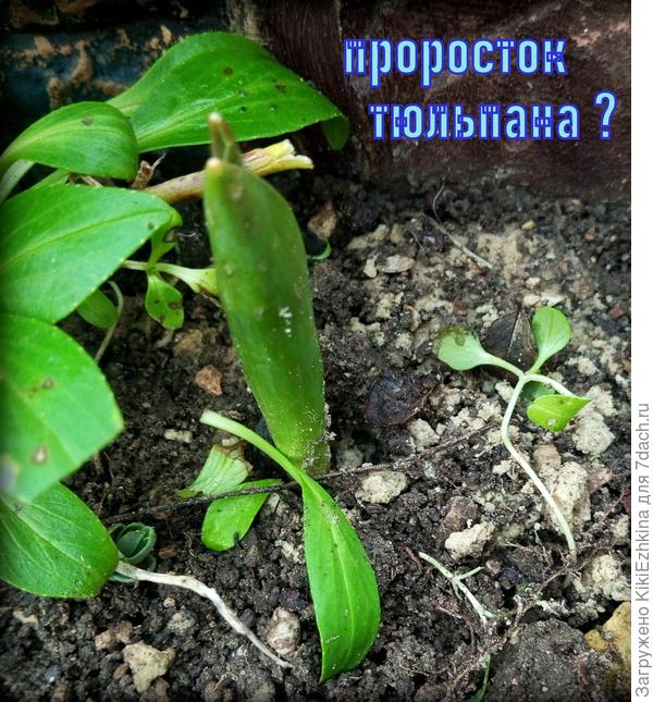 Первыми ,кажется, вылезли Тюльпаны?