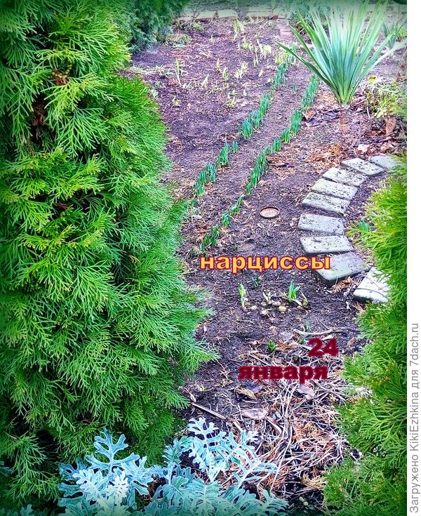 Как  обычно вылезли зелёные  рядочки  нарциссов...