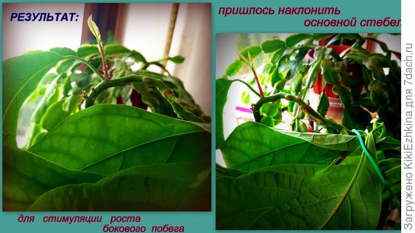 Правее находится в наклонённом  виде тот росток,который  собиралась  застимулировать! :)