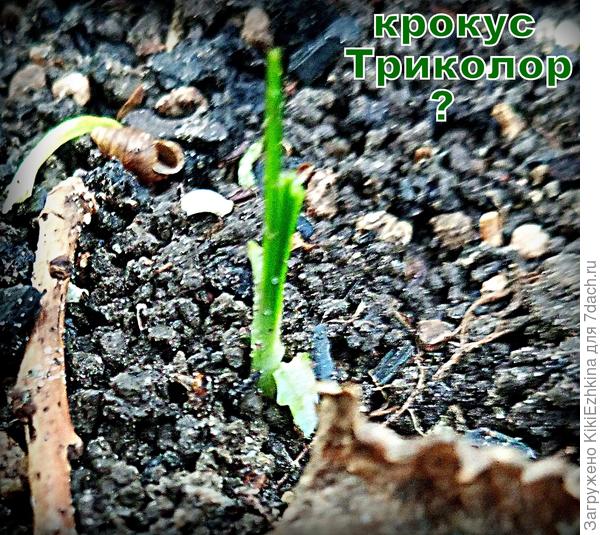 Надеюсь, очень, что это - Крокус!