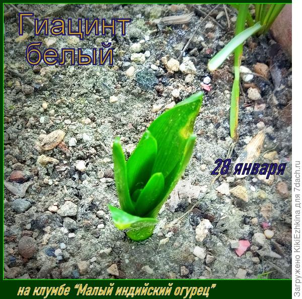 Расчистила листву с этой клумбы - чтобы Гиацинтам было спокойнее и свобнее вылезать из -под почвы... Этот самый первый...