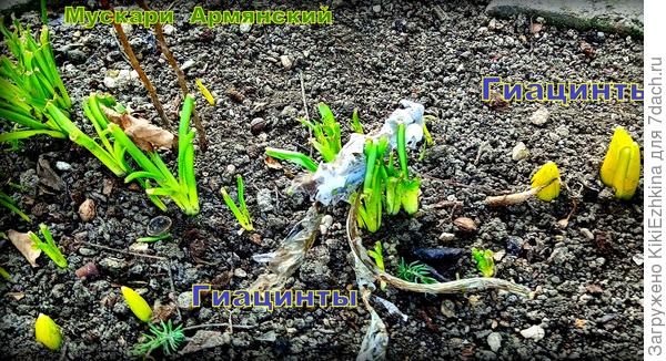 Пока что только носики выглянули из почвы, но они обычно очень быстро пускаются в рост и развитие...