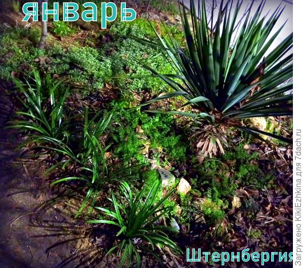 Блеск в свете фонарей...