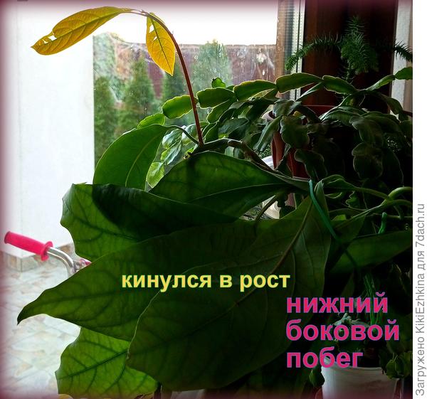 Для стимуляции бокового ростка- наклонила стержневой ствол.