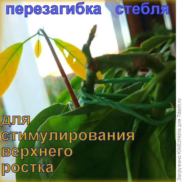 Буду ждать активного роста  от очередного ростка
