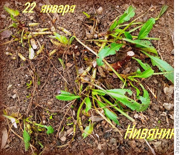 Недавно добралась до сухих стеблей - состригла.  Зелень  слегка начинает  пробиваться от корневищ...