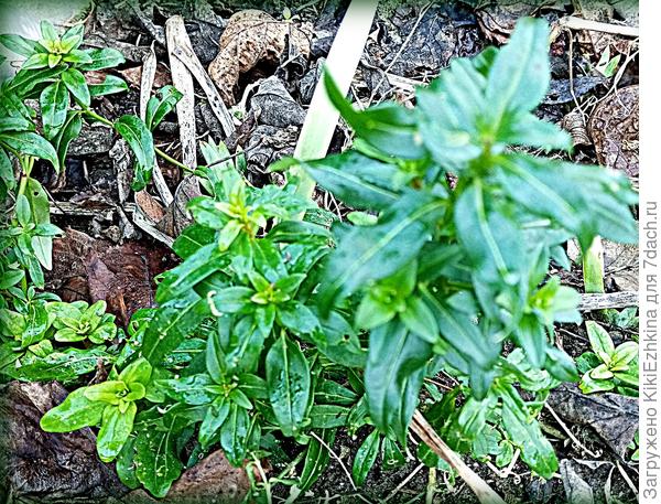 Надеюсь в новом сезоне наконец-то начнёт цвести...