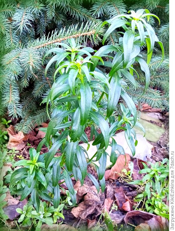 Зелень Львиный зев  нарастил  спустя год.