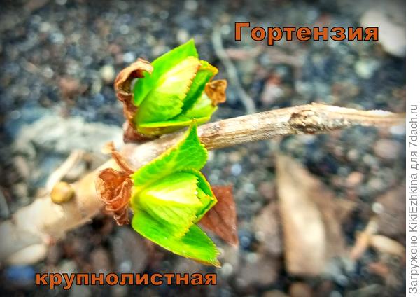 Не помню,чтобы я  его обрезала... Будет ли цвести?