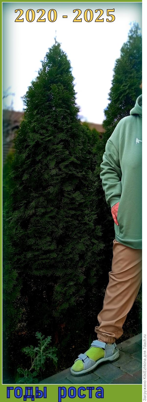 Вот так выросли  туи за 5 лет,правда при систематических поливах...