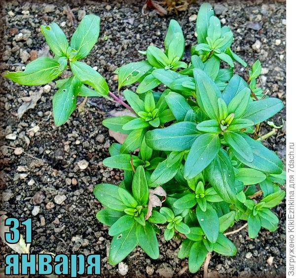 Вот такая у нас сейчас обстановка  в саду... Львиный зев... Не хотел цвести прошлым летом, надеюсь  зацветёт в этом году...