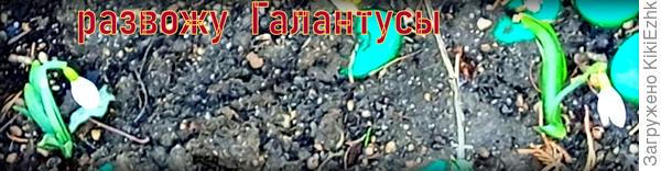 Сейчас  цветут Галантусы... Жаль,что медленно разрастаются... С Нарциссами не сравнить!