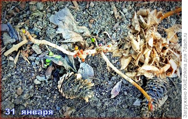 Ждём ухода  минусовых  температур  после 13 февраля...