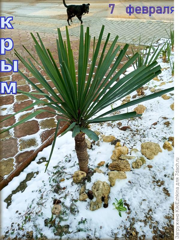 Бродячая  собачка бежит в  тоске...