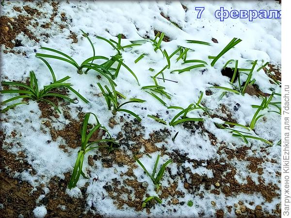 Вот так у нас  зимуют Штернбергии...