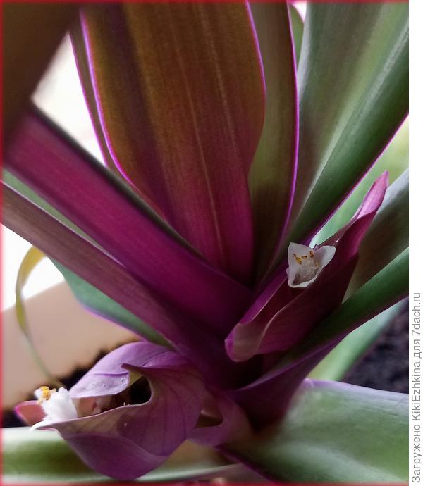 там  цветочек...