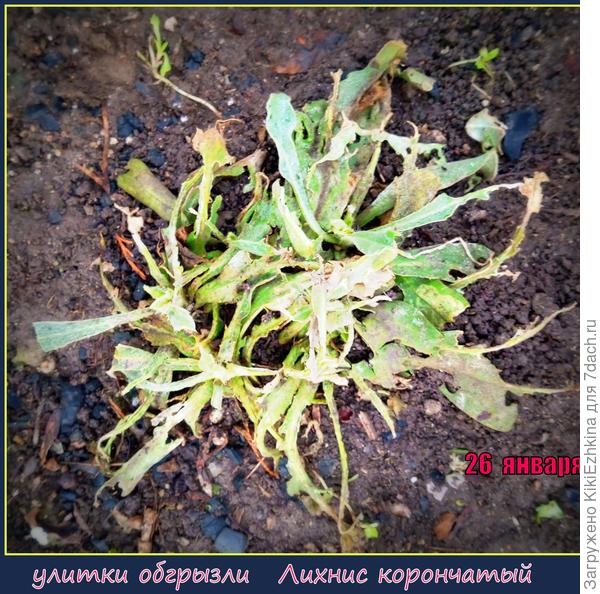 Некоторые  пишут  что от Лихниса  не могут избавиться.  А  я  неусыпно развожу- но пока  ещё  результаты скромные...  Вот какие перспективы у этого кустика?