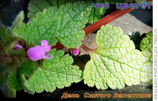 Как  зовут эту  травку?