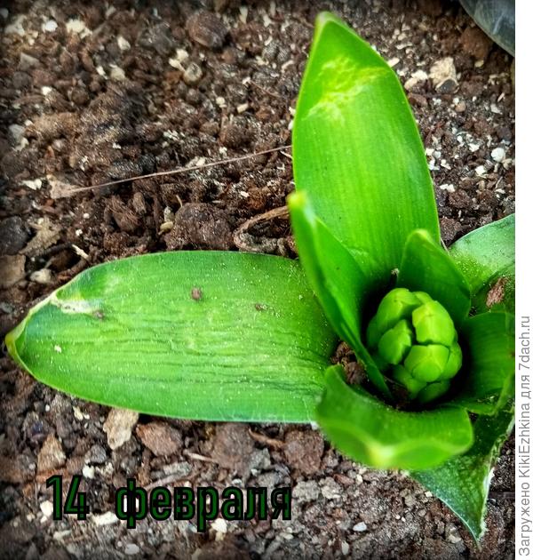 Эти Гиацинты  должны быть белыми... Хотелось бы как-то улучшить их цветение- чего подсыпать илил подлить?