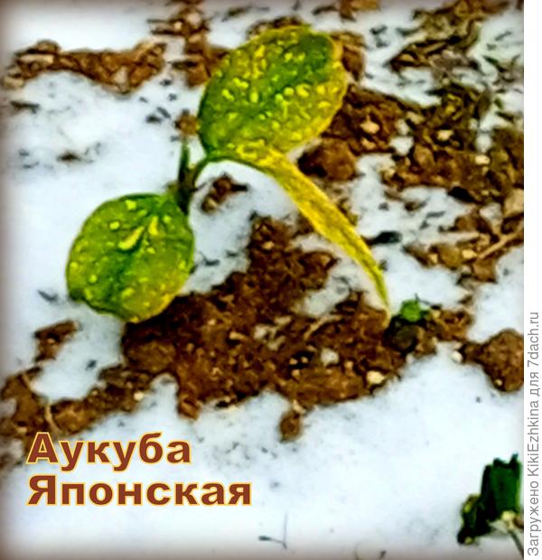 Так  перезимовала наша  молоденькая  Аукуба...