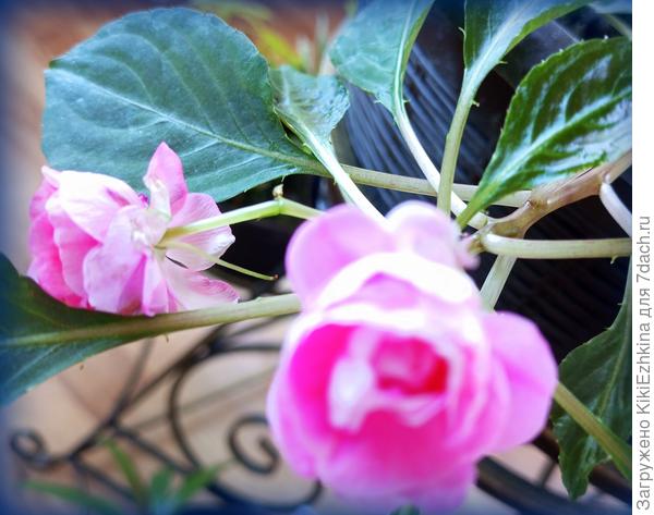 Думала,что этот сорт потеряла  безвозвратно, оказывается-нет! Жив  пока...