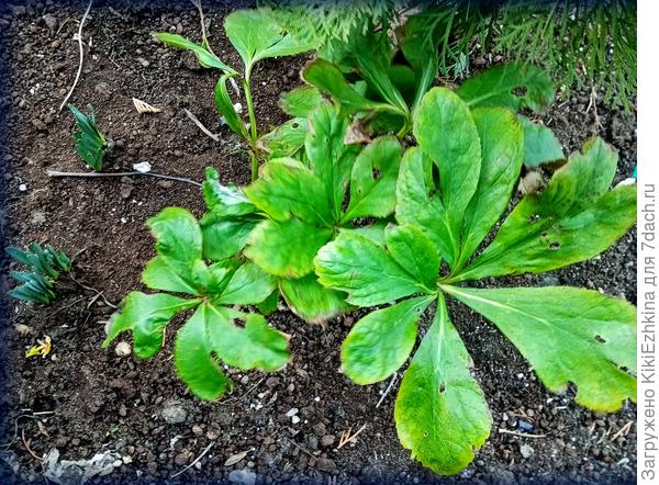 Надеюсь в этом году выдаст хоть один цветочек?