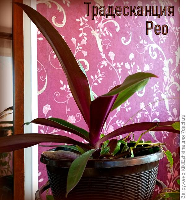 Традесканция Рео первого сезона...