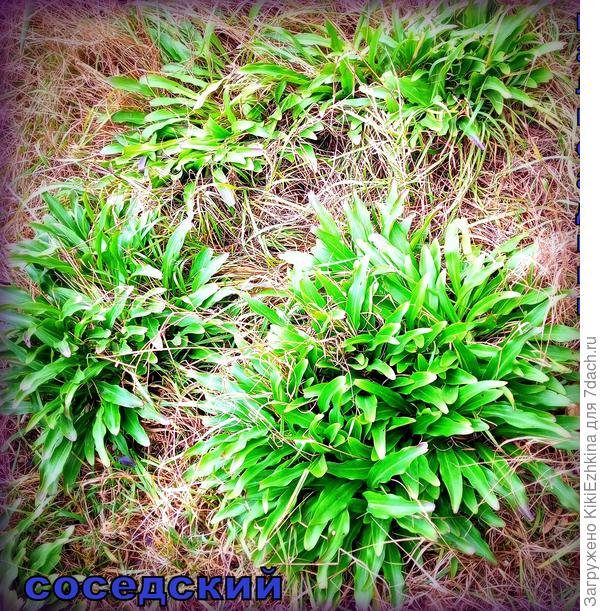 Это предмет моей  острой зависти, а  выпросить корневище неудобно...