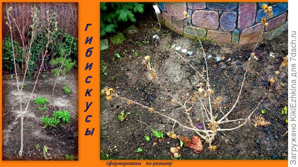 Двое из 16   подаренных кустиков...