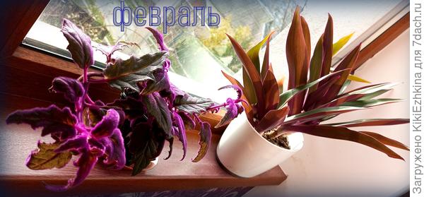 Гинура  постепенно разрастается...