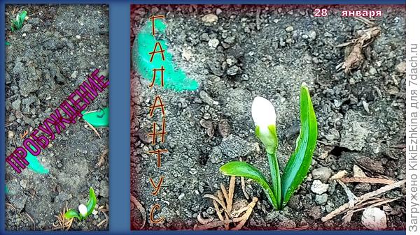 Галантусы  для начала должны  хотя бы  выжить в нашем  саду,где копают все кому не лень где вздумается...