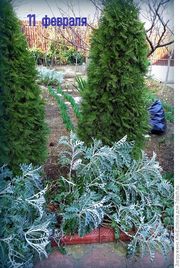 После небольших заморозков  верхушки Цинерарии слегка обвисли...