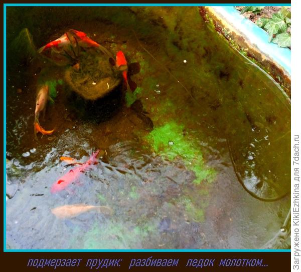 Несколько  дней  с  небольшими морозами  и  уже   необходимо проводить спасательные  операции  для рыбок...