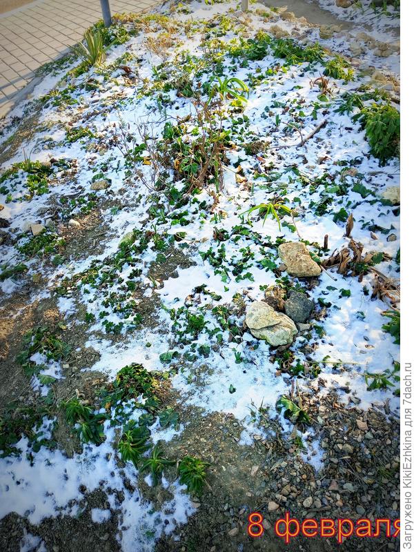 На    этой клумбе работала вчера. Теперь она  уже без снега, но булыжники к  почве  примёрзли....