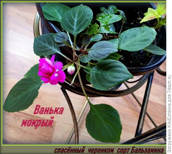 А этот  черенок я  просто приткнула в  почву   и  постепенно  при обычном поливе он самостоятельно укоренился и вот сегодня я вижу-какого он цвета. Иногда я  и  его опрыскиваю...