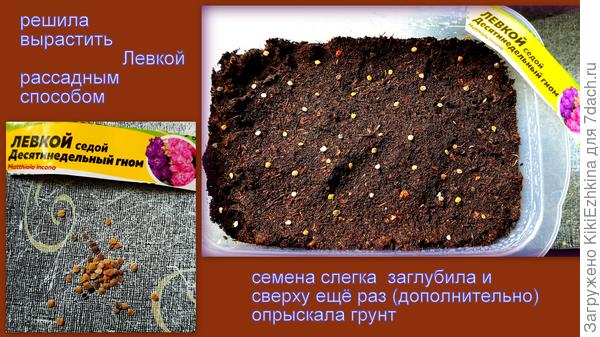 Уж больно нарядными мне  показались левкои на картинках!