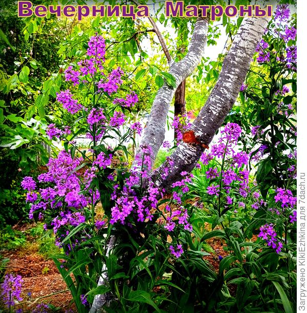 Надеюсь постепенно привыкну  регулярно пересеивать Вечерницу,чтобы  прорастали  ежегодные новые ростки на замену прошлогодним двулетникам...