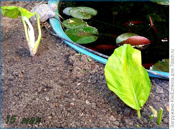 Вот такие дарёнки  Бадана  были мной высажены...  пока  чётко видно,что вроде бы  прижился один из корешков...