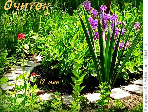 Из этого числа  очитков  можно вполне заимствовать кустик для подсаживания соседом  к Бадану...