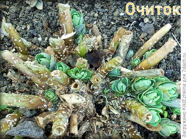 Очиток Видный  Бриллиант с какими-то спорами на старых  пеньках...