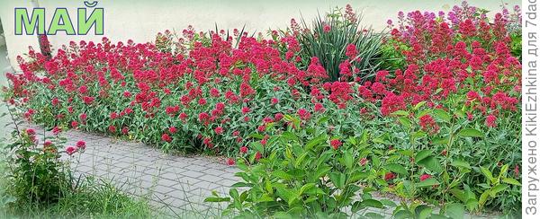 Вот так цветут  многолетние  Кентрантусы двух разных расцветок  в Севастополе...