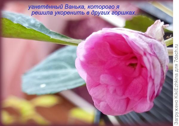 Один из моих Бальзаминов - розовый...