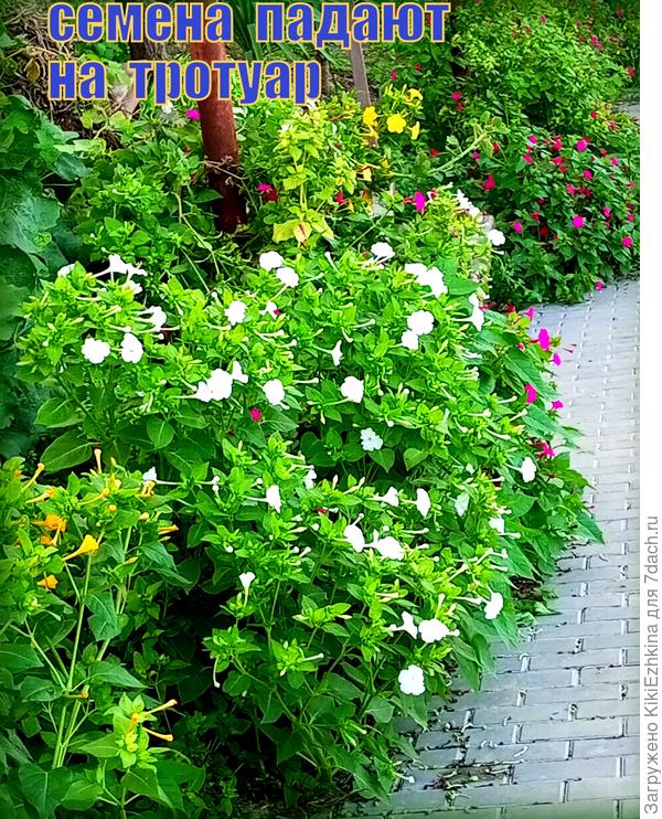 У меня  до сего дня было три цвета; белый,жёлтый и тёмно-розовый. В прошлом сезоне с чужого газона собрала красных. Собираюсь посеять и их...