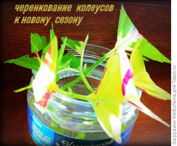 Очередная  порция  от  23 февраля - поставлены  на укоренение  в воду...