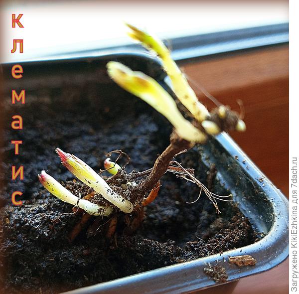 Не знаю насколько  правильно высадила - кажется недостаточно заглубила...