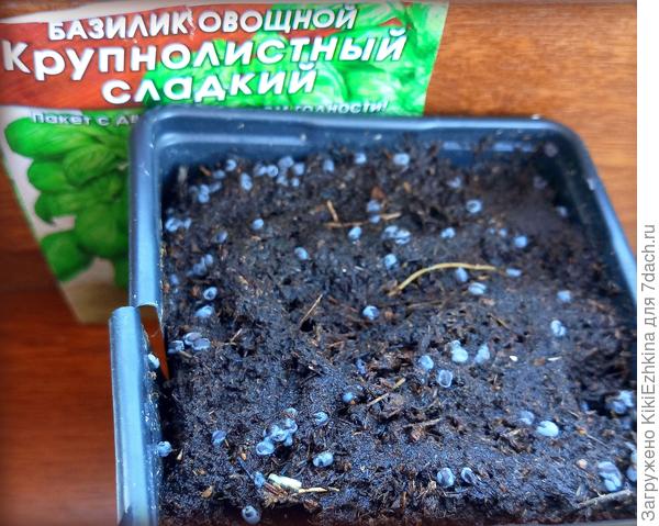 Зелёный Базилик