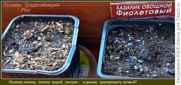 Фиолетовый базилик